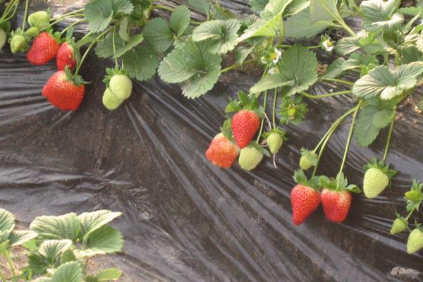 一棵奶油草莓苗多少钱？如何种植