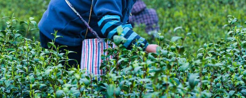 松针茶的功效与作用及食用方法与禁忌