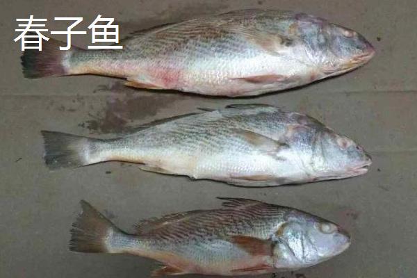 黄花鱼和黄瓜鱼有什么区别？区分野生和养殖黄瓜鱼的技巧