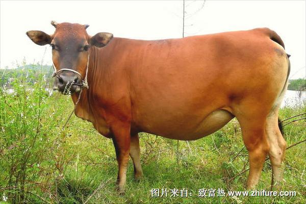 黄牛品种最新排名