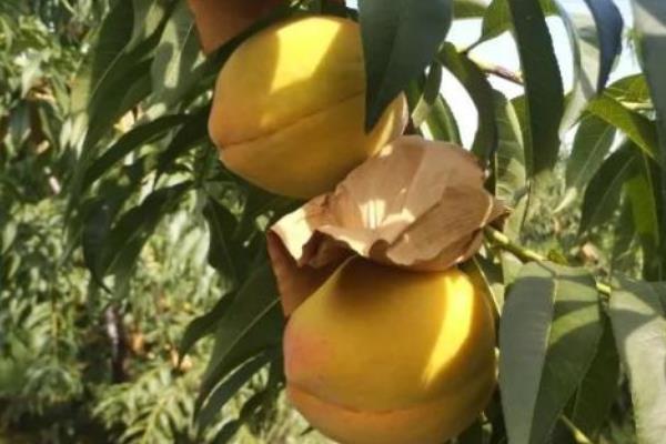 黄桃种植市场情况及利润分析(附黄桃种植技术)