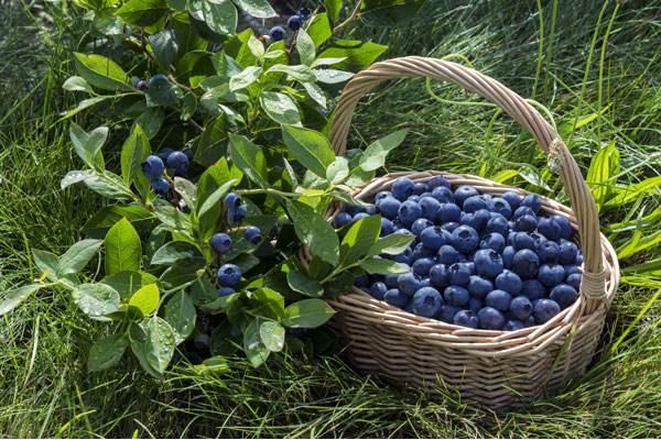 种植蓝莓不同于野生蓝莓