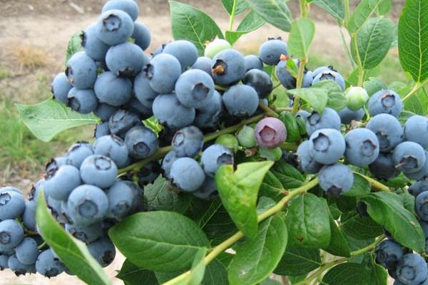 蓝莓价格及种植前景