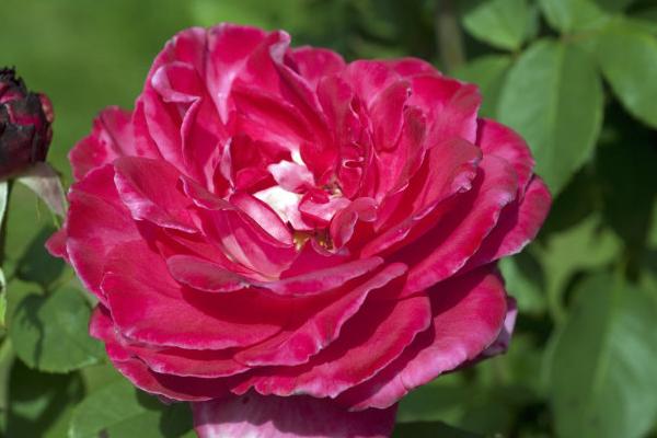 一朵玫瑰的批发价是多少？附玫瑰田种植技术