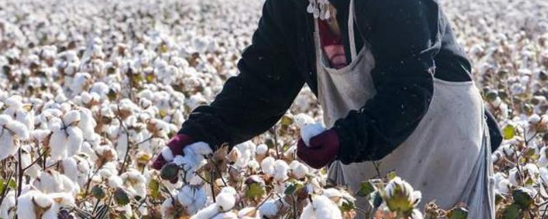 现在新疆棉花的价格是多少？新疆棉花有什么用途