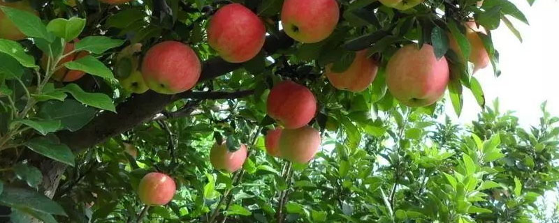 红星苹果的原产地在哪里？如何种植优质红星苹果