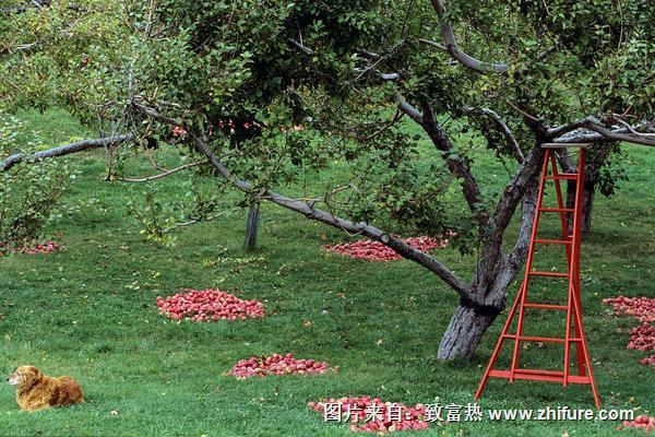 一箱洛川苹果多少钱？白水苹果和洛川苹果哪个好吃