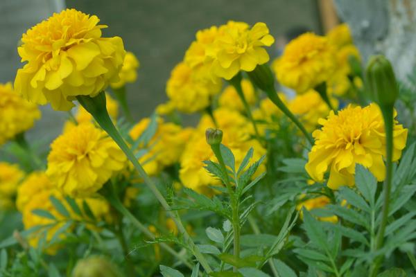 什么驱蚊植物适合室内栽培