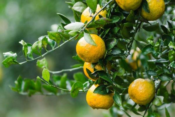 农村新型水果品种天桃种植前景分析