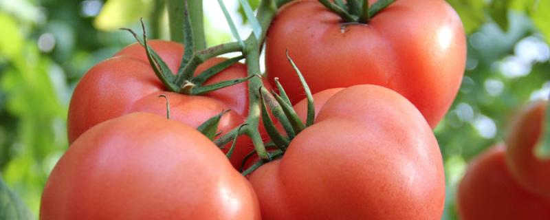硬粉番茄品种哪个好