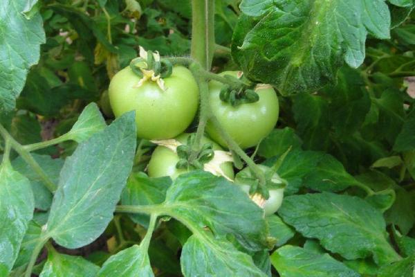 什么是高产番茄种子