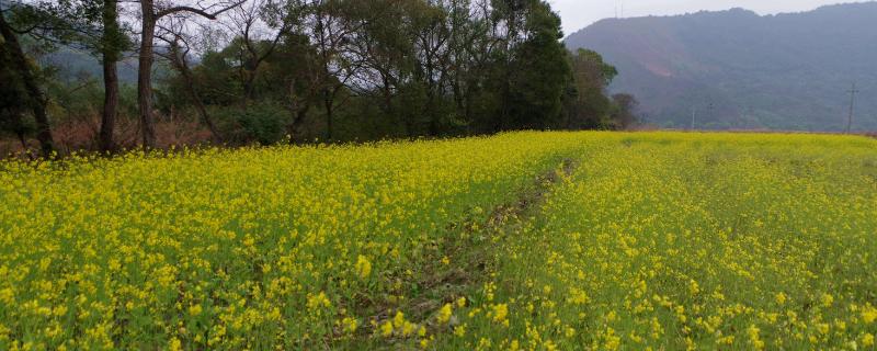 什么是油菜田封闭除草剂