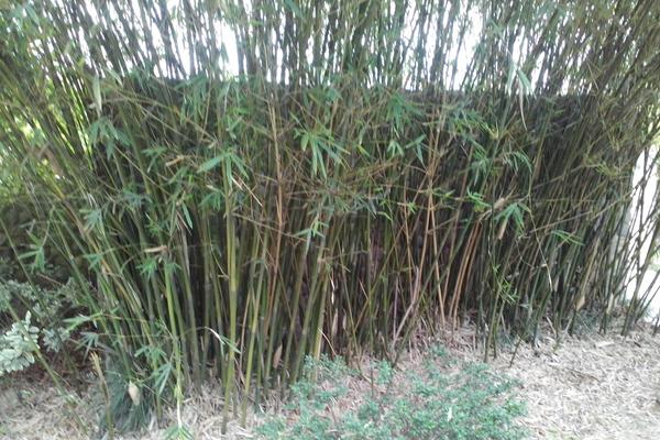 防治竹笋常见病虫害的方法