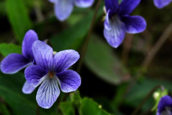 紫花地丁种子价格